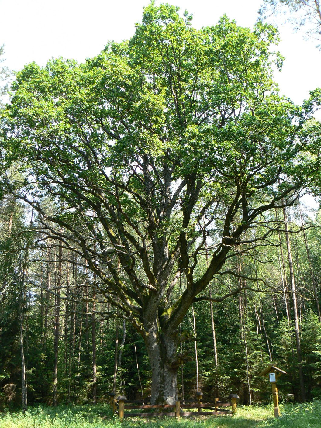 Dąb